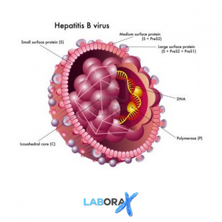 Pemeriksaan Antigen Hepatitis B HBsAg