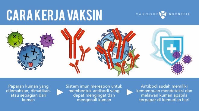 Cara kerja vaksin dalam melakukan optimasi pertahanan kekebalan tubuh
