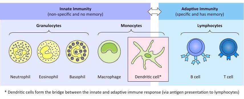 Sistem Imunitas - Jenis Sel Darah Putih