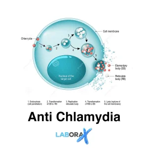 anti chlamydia igg igm