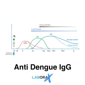 anti dengue igg