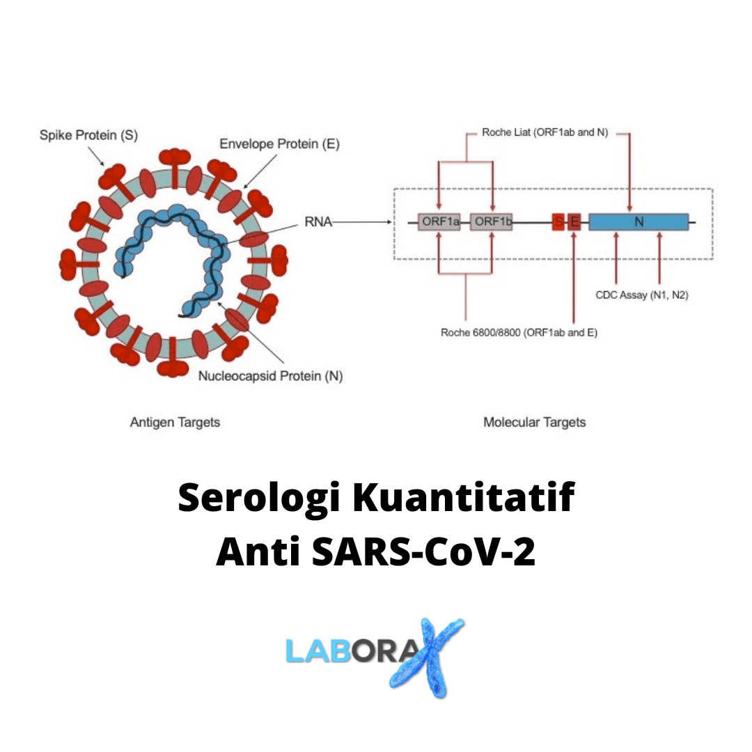 Serologi Kuantitatif SARS-CoV-2
