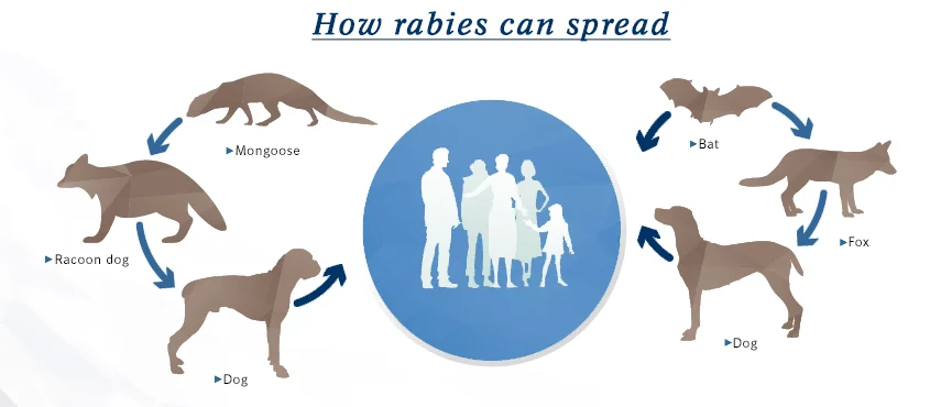 Animasi Rabies Vaksin Rabies Untuk Manusia: Pra-Eksposur - VAXCORP INDONESIA