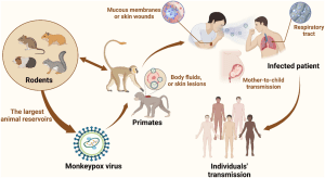 Pola penularan monkeypox sampai ke manusia dan penularan dari manusia ke manusia