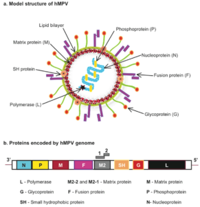 hMPV human metapneumovirus structure
