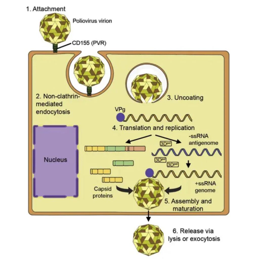 Poliovirus Replication